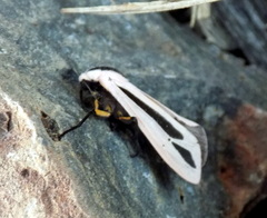 Creatonotos