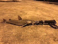 Hexanematichthys sagor