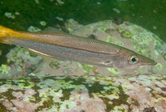 Dinolestes lewini