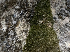 Eucladium verticillatum