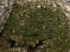 Eucladium verticillatum