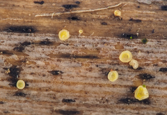 Bisporella subpallida