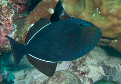 Melichthys niger