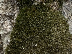 Eucladium verticillatum