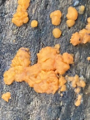 Dacrymyces stillatus