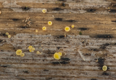 Bisporella subpallida