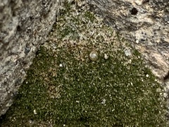 Eucladium verticillatum