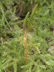 Austrolycopodium fastigiatum