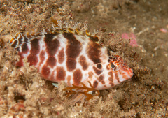 Cirrhitichthys aprinus