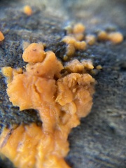 Dacrymyces stillatus