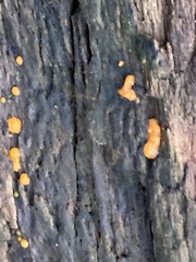 Dacrymyces stillatus