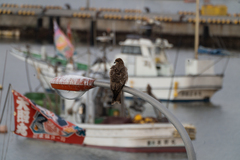 Milvus migrans lineatus