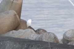 Egretta garzetta