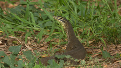 Varanus panoptes panoptes