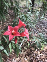 Brachychiton discolor