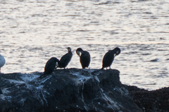 Phalacrocorax capillatus