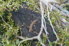 Phoenicolacerta troodica