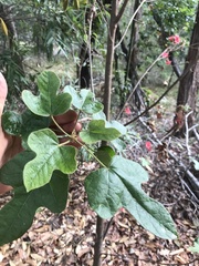 Brachychiton discolor