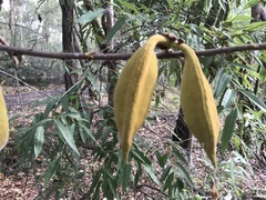 Brachychiton discolor