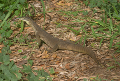 Varanus panoptes panoptes