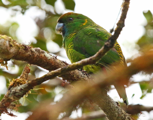 Psittacella picta, 2015-07-23