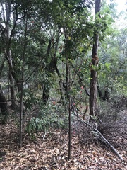 Brachychiton discolor