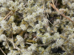 Racomitrium pruinosum