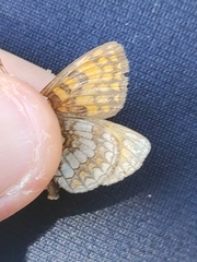Melitaea