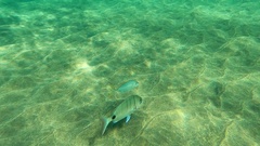 Pseudocaranx dentex