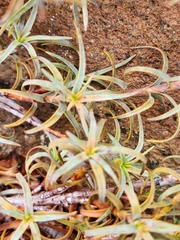 Dracophyllum recurvum