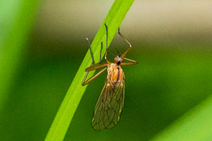 Empis univittata