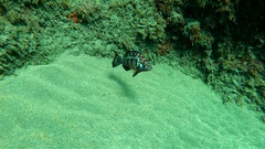 Serranus atricauda