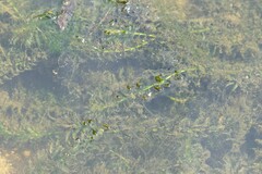 Hydrocharitaceae