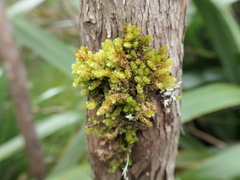 Cladomnion ericoides