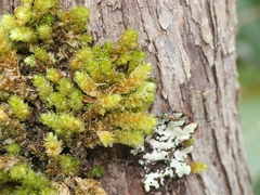 Cladomnion ericoides