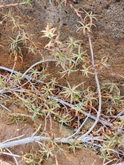 Dracophyllum recurvum