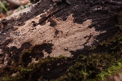 Tomentella sublilacina