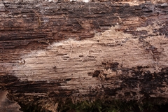 Tomentella sublilacina