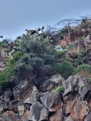 Olea europaea cerasiformis