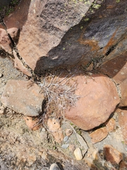 Dracophyllum recurvum