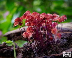 Marasmius haematocephalus
