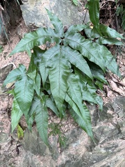 Tectaria subtriphylla