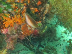 Austrolabrus maculatus