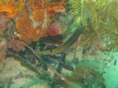 Austrolabrus maculatus