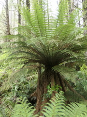 Dicksonia fibrosa