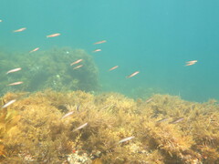 Trachinops noarlungae