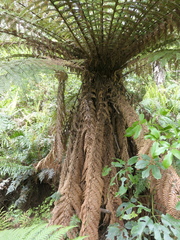 Dicksonia fibrosa