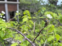 Paragomphus reinwardtii