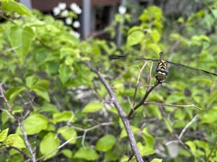Paragomphus reinwardtii