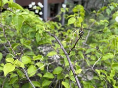 Paragomphus reinwardtii